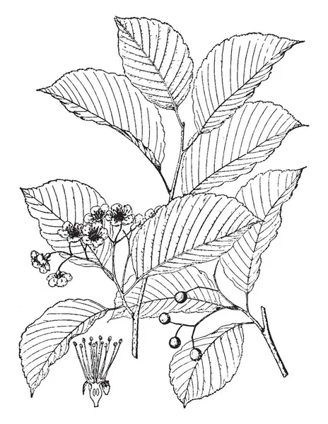 Tento Obrázek Ukazuje Sorbus Alnifolia Plody Jsou Malé Zaoblené Listy — Stockový vektor