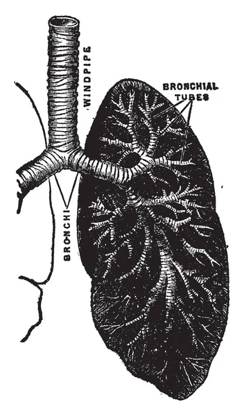 Esta Ilustração Representa Mecanismo Respiratório Desenho Linha Vintage Ilustração Gravura — Vetor de Stock