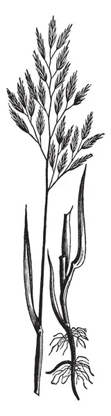 这张图片显示红羊茅草 叶子分别生长从茎和上侧种子头 复古线条画或雕刻插图 — 图库矢量图片