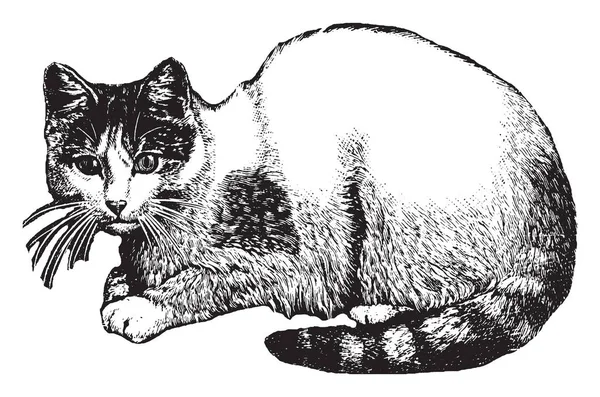 Katten Ett Litet Typiskt Lurviga Köttätande Däggdjur Vintage Linje Ritning — Stock vektor