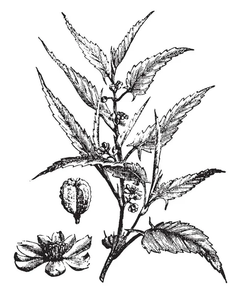 Изображение Представляет Собой Растение Названием Jute Которое Используется Удобрения Листьев — стоковый вектор