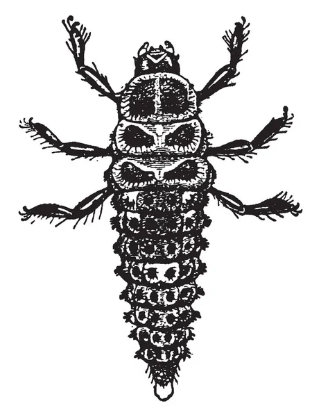 つのスポットのテントウムシ ヴィンテージの線描画や彫刻イラストとしてよく知られているアダリア Bipuncia — ストックベクタ