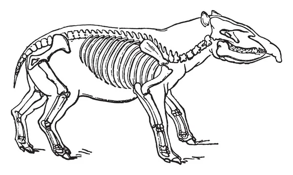 Palaeotherium Een Uitgestorven Geslacht Van Primitieve Perissodactyl Hoefdieren Vintage Lijntekening — Stockvector