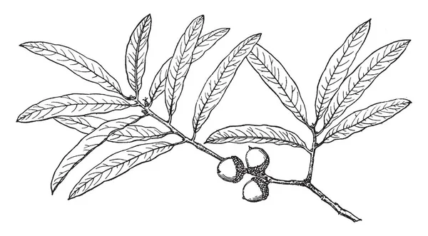 Une Image Montrant Une Branche Chêne Saule Également Connu Sous — Image vectorielle