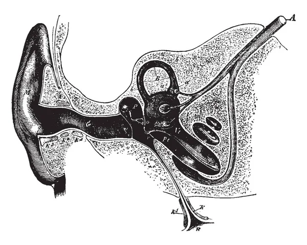 Иллюстрация Представляет Собой Ухо Слуховой Канал Рисунок Винтажных Линий Гравировки — стоковый вектор