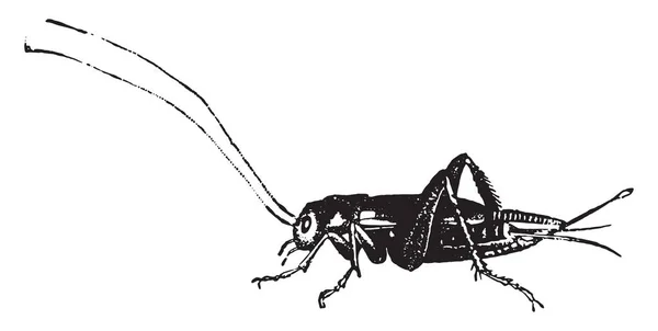 Binnenlandse Cricket Vintage Gegraveerd Illustratie Natural History Dieren 1880 — Stockvector