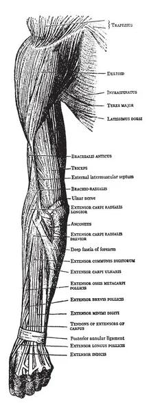 Deze Afbeelding Vertegenwoordigt Spieren Aan Achterkant Van Arm Onderarm Hand — Stockvector