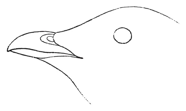 Sea Dove Bill Bill Très Court Dessin Ligne Vintage Illustration — Image vectorielle