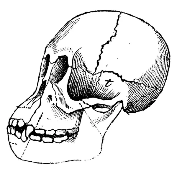 若いオランウータンの頭蓋骨 ヴィンテージには 図が刻まれています 1880 動物の自然史 — ストックベクタ