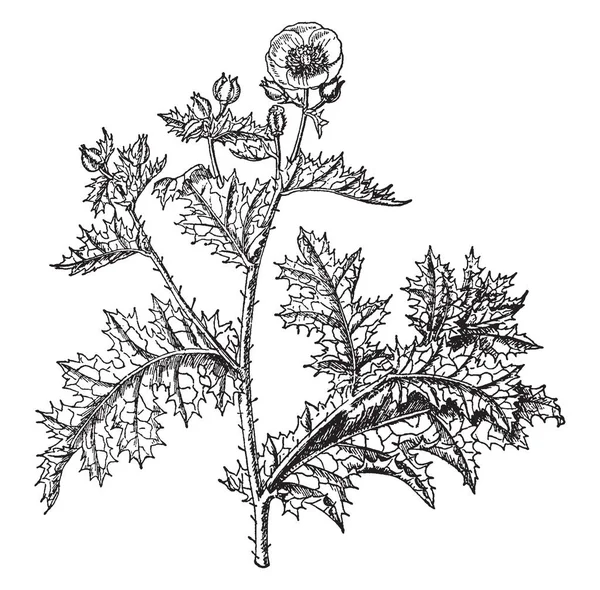 この写真は アザミゲシ マツバボタン工場を示しています 厄介なポピーとしてよく知られているケシの顕花植物の属です それは背の高い成長 非常にいくつかの棘 花のヴィンテージの線描画や彫刻イラスト一緒に 成長には — ストックベクタ