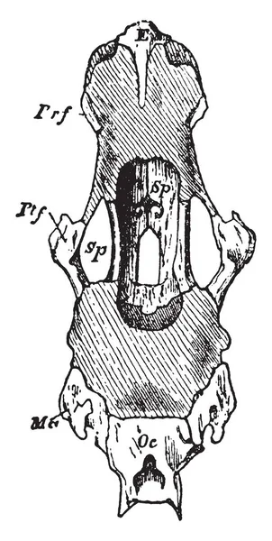 Polypterus 头骨与膜骨删除 复古线条画或雕刻插图 — 图库矢量图片