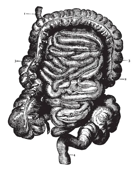 Este Diagrama Representa Intestinos Desenho Linha Vintage Gravura Ilustração — Vetor de Stock