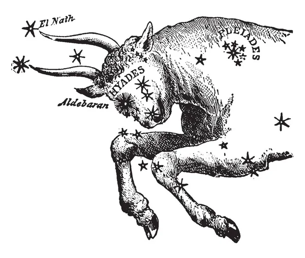 Obraz Pokazuje Jest Znany Jako Taurus Bull Vintage Rysowania Linii — Wektor stockowy