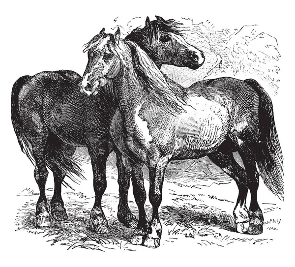 Paard Één Van Twee Bestaande Ondersoort Equus Ferus Vintage Lijntekening — Stockvector