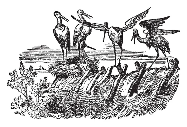 Five Storks Vintage Line Drawing Engraving Illustration — Stock Vector