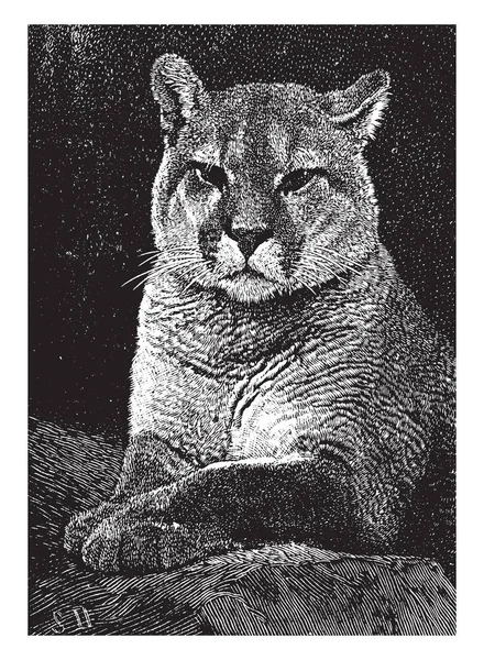 若い雌ライオンのヴィンテージスタイルのイラスト — ストックベクタ