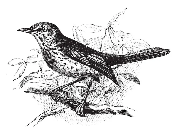 Fieldfare 栖息在树枝上是一只鸟在鸫鸫种家族的画眉 复古线条画或雕刻插图 — 图库矢量图片