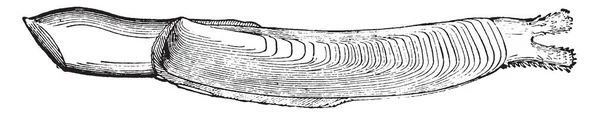 Бритви Оболонки Молюск Має Оболонки Дещо Нагадує Формою Розміром Ручки — стоковий вектор