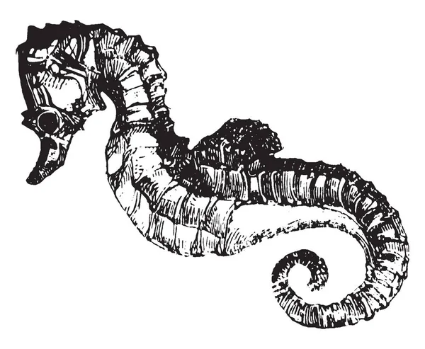 Морской Конёк Единственная Рыба Имеющая Хвост Рисунок Винтажной Линии Гравировку — стоковый вектор
