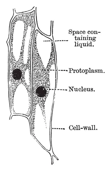 Una Célula Vegable Típica Una Planta Dibujo Línea Vintage Ilustración — Vector de stock