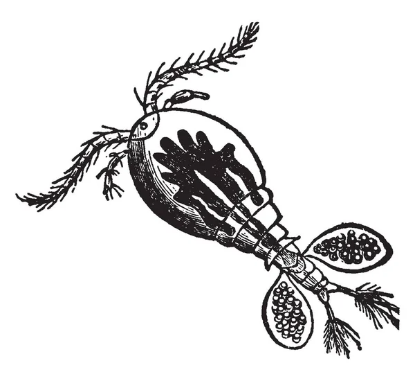 サイクロプス透過水ノミは微小水生甲殻類 ビンテージの線描画や彫刻イラストに人気の名前 — ストックベクタ