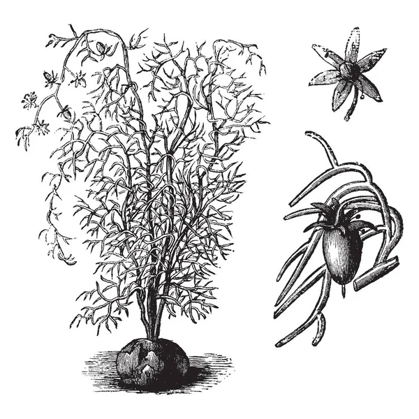Листья Bowiea Volubilis Линейны Ветви Тонкие Толстые Цветы Крошечной Формы — стоковый вектор