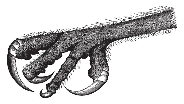 Иллюстрация Представляет Raptorial Foot Owl Рисунок Винтажной Линии Гравировка — стоковый вектор