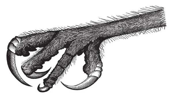 此插图代表猫头鹰的猛禽脚 复古线条绘制或雕刻插图 — 图库矢量图片