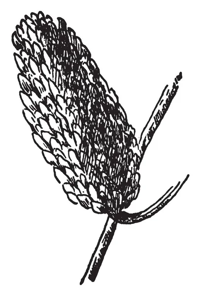 一张图片 显示树枝直立球果量 或甜桦木树的果实 也称为白桦 Lenta 复古线条画或雕刻插图 — 图库矢量图片