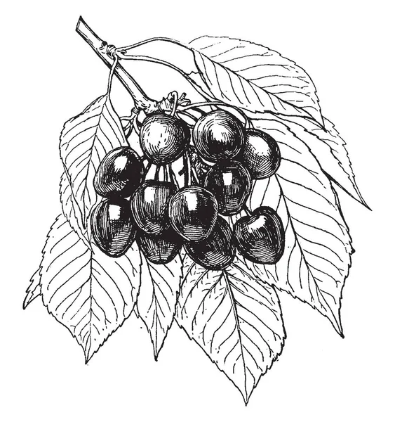 Dalam Gambar Ini Spesies Ceri Disebut Napoleon Cherry Rasa Ceri - Stok Vektor