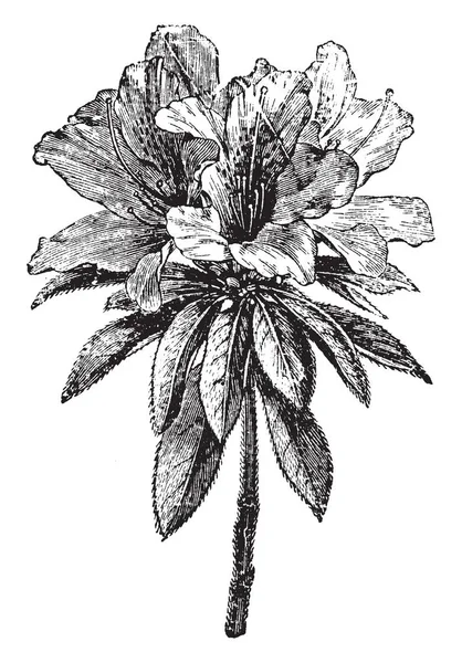 有一个惊人的花灌木 叶子在花和多毛的茎下面 它是花的双重品种 复古线画或雕刻插图 — 图库矢量图片