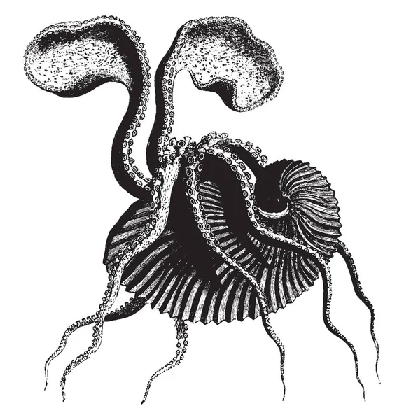 与壳的主要是一组中上层章鱼 复古线画或雕刻插图 — 图库矢量图片