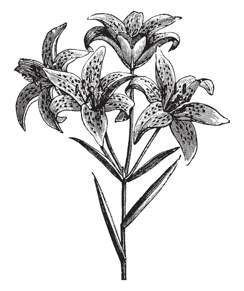 Deze Foto Toont Grote Bloemen Groeien Plant Vintage Lijntekening Gravure — Stockvector