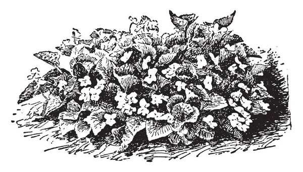 植物とビンテージ線画ブルー バイオレットの花を示すまたは彫刻イラスト画像 — ストックベクタ