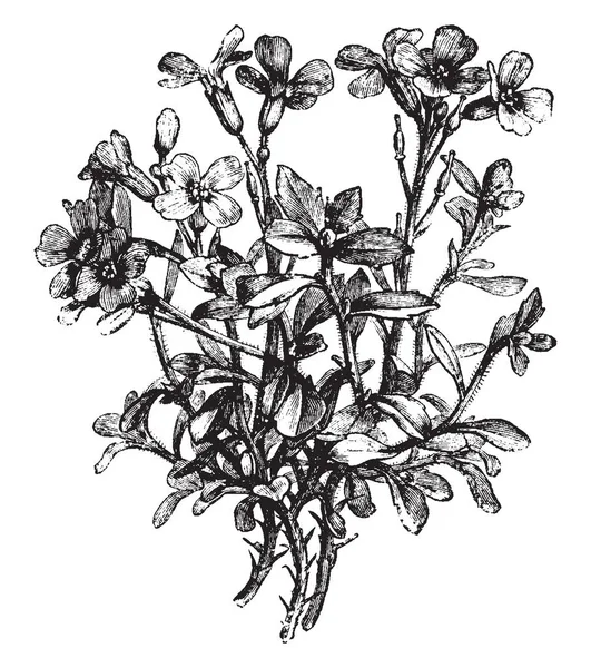 Цветущее Растение Овальные Лопастные Листья Цветы Выросли Вверх Имеют Лепестков — стоковый вектор
