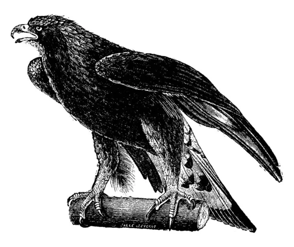 Aquila Reale Illustrazione Incisa Epoca Storia Naturale Degli Animali 1880 — Vettoriale Stock