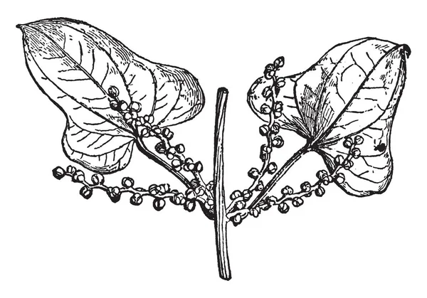 Цьому Фото Показано Гілку Рослини Чоловіча Квітка Рослини Вінтажний Малюнок — стоковий вектор