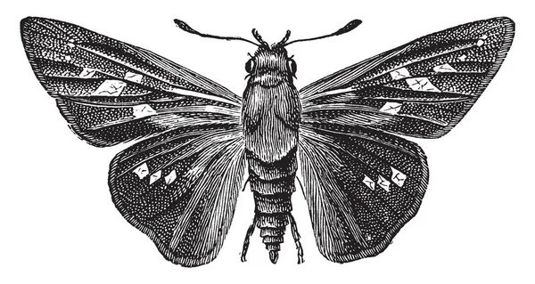 Pamphila Ethlius Nichž Přední Křídla Jsou Mnohem Konkrétnější Než Jiné — Stockový vektor