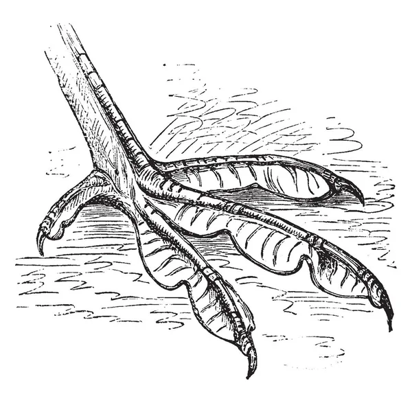 Pied Pied Les Membranes Dans Leur Ensemble Présentent Donc Contour — Image vectorielle