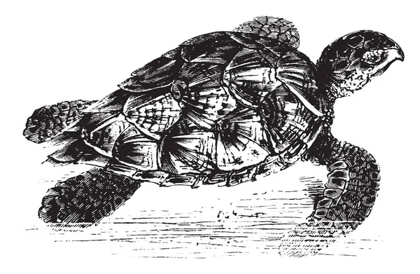 Hawk Bill Turtle Una Tortuga Marina Peligro Extinción Que Pertenece — Archivo Imágenes Vectoriales