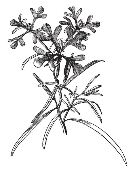 Εικόνα Δείχνει Clarkia Pulchella Φυτό Αποτελείται Από Τέσσερα Φύλλα Της — Διανυσματικό Αρχείο