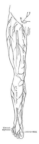 Cette Illustration Représente Leg Nerves Dessin Ligne Vintage Illustration Gravure — Image vectorielle