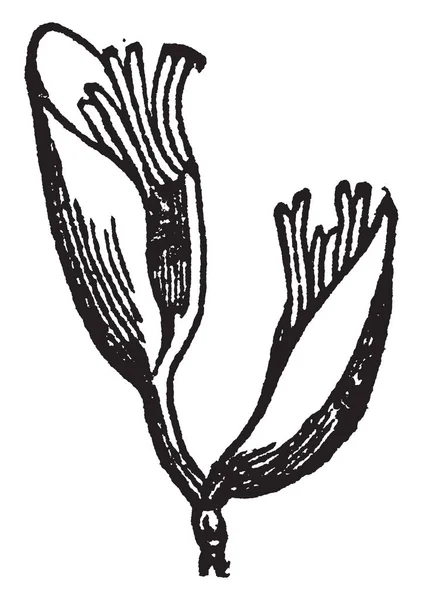 Квітка Якої Трави Вона Починає Рости Пелюстки Маленькі Загострені Квітка — стоковий вектор