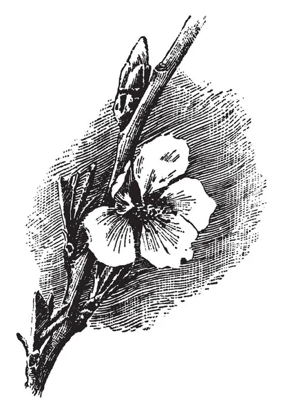 杏仁叶3 英寸长 花白色和粉红色 有五花瓣 在树枝上生长的花朵 花粉最终会在杏仁果实中成熟 复古线条画或雕刻插图 — 图库矢量图片