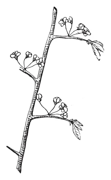 Cette Image Montre Des Fleurs Branche Prune Rouge Dessin Ligne — Image vectorielle