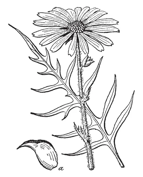 Integrifolium 是菊科开花植物的种类 其常见名称包括全叶 Rosinweed 它是草本多年生植物生长到 与黄色 Flowerheads 复古线条画或雕刻插图 — 图库矢量图片