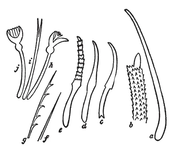 Setae Earthworm Biological Term Derived Latin Word Bristle Vintage Line — Stock Vector