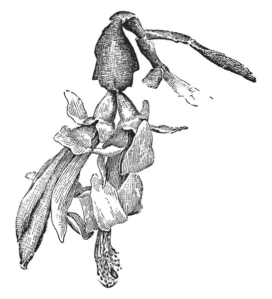 これは明るい赤とピンクである Zygocactus 学のイメージ ヴィンテージ線図面または彫刻の図 — ストックベクタ