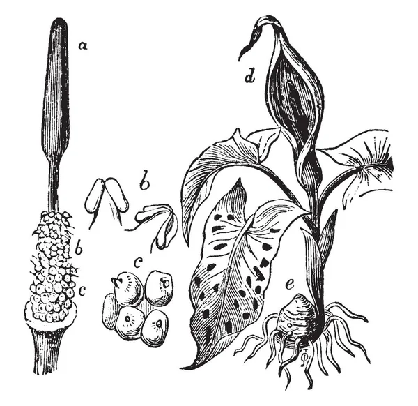 Resmi Yılanyastığıgiller Bitki Bölümü Gösterir Bölümü Gösterir Spadix Bölüm Stamens — Stok Vektör