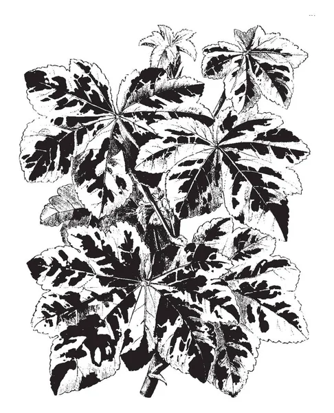 ハナアオイ属アルボレーア症は 植物の開花です 木の花は淡い紫症です 華やかな花と斑入り葉 ビンテージ ライン描画または彫刻イラスト — ストックベクタ